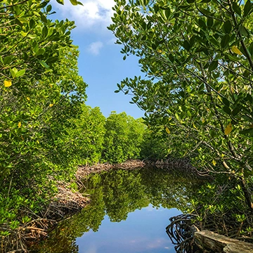 Sundarban